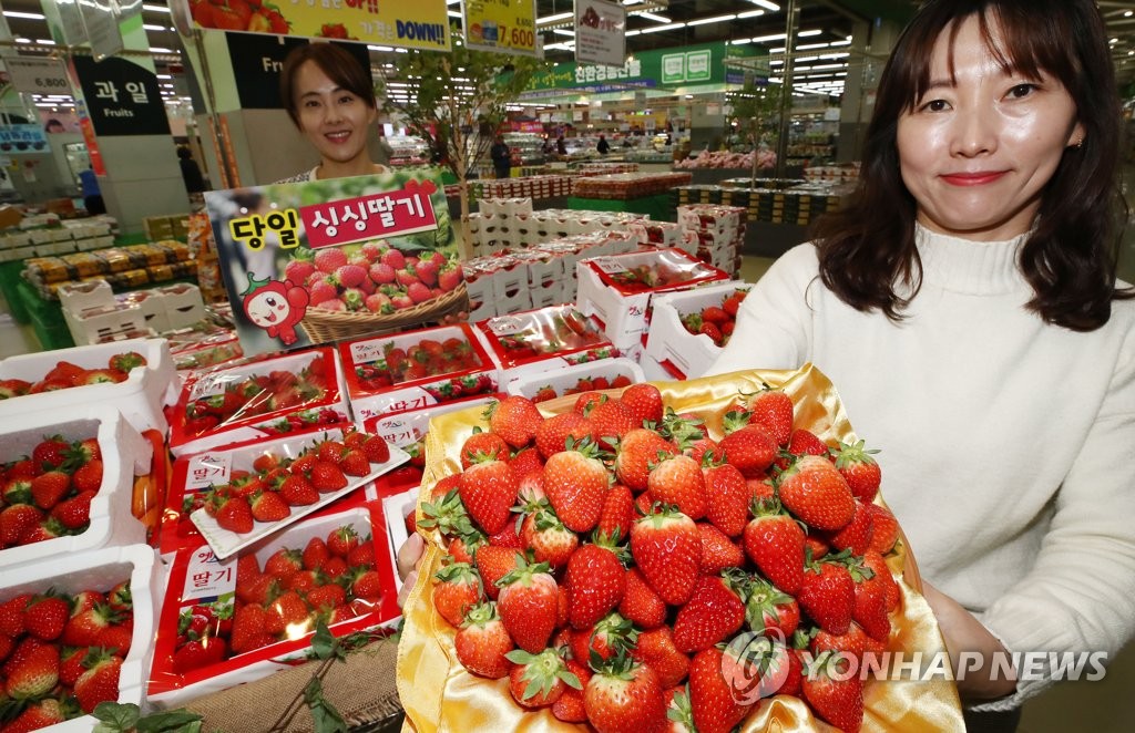 오늘 새벽에 딴 아침딸기 맛보세요