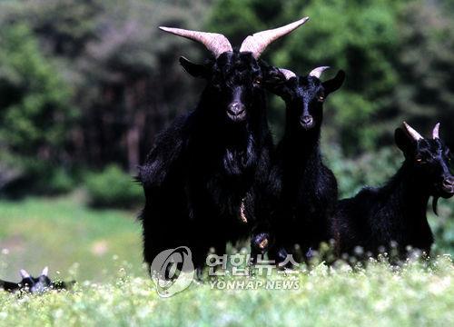 전남 강진에 흑염소 전문도축장 개장…도내 2번째