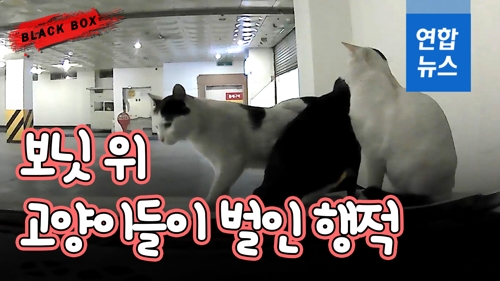 [블랙박스] 주차된 차량 위 고양이가 남긴 흔적…