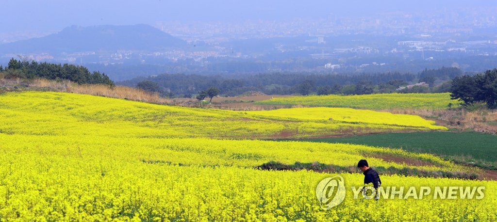 제주 중산간 수놓은 유채꽃