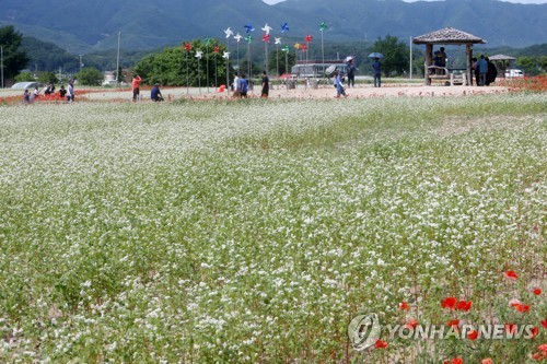 춘천시 메밀밭 30ha 조성해 막국수 만든다