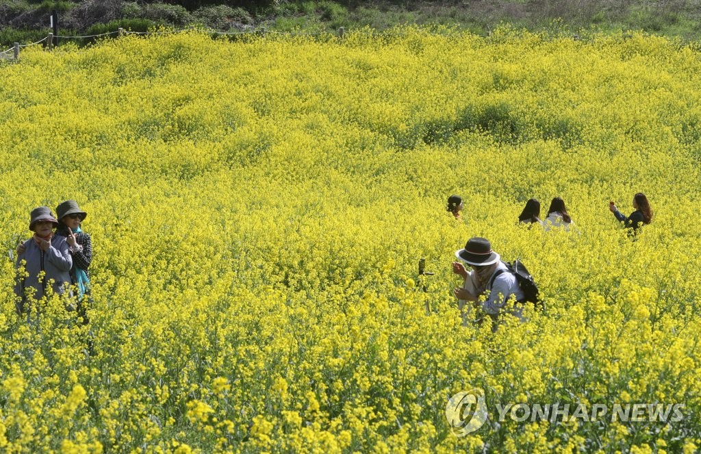 지천에 핀 수성당 유채꽃