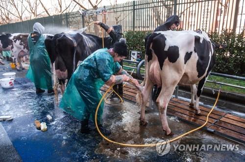佛축산업자 전기 때문에 소 떼죽음…소송까지 제기