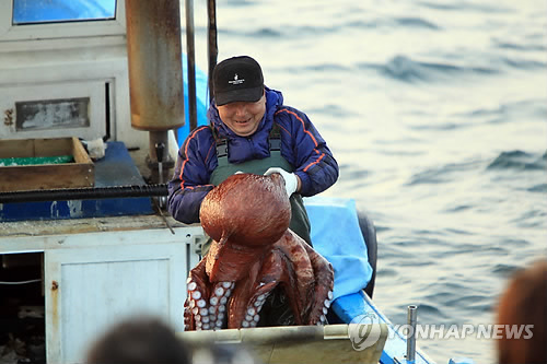 문어 맛보러 오세요 고성 저도어장 대문어 축제
