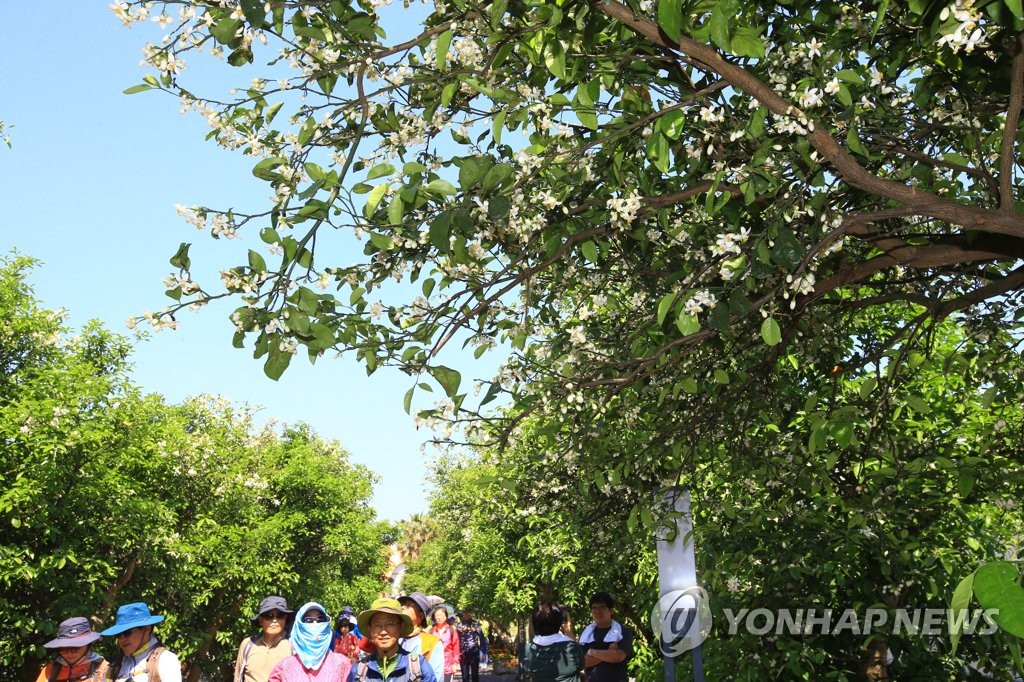 제주 감귤 꽃길 따라 걸어요