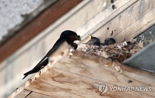 10여년째 포항 도심 상가에 둥지 튼 제비…박씨는 언제쯤