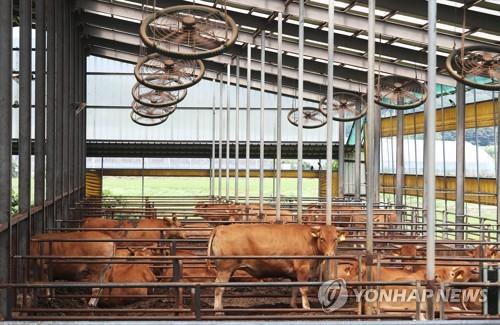 축사 적법화 시한 3개월 앞…소규모 축산 농가 폐업 속출