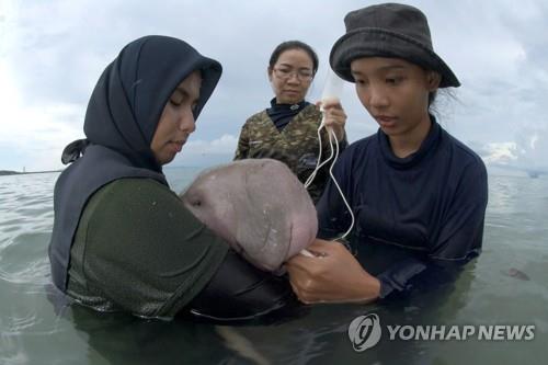 스타 된 태국 아기 듀공…페북 방송으로 멸종위기종 관심 제고