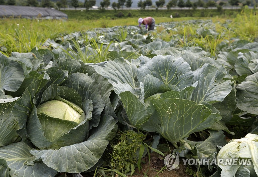 지리산 청정골서 양배추 수확
