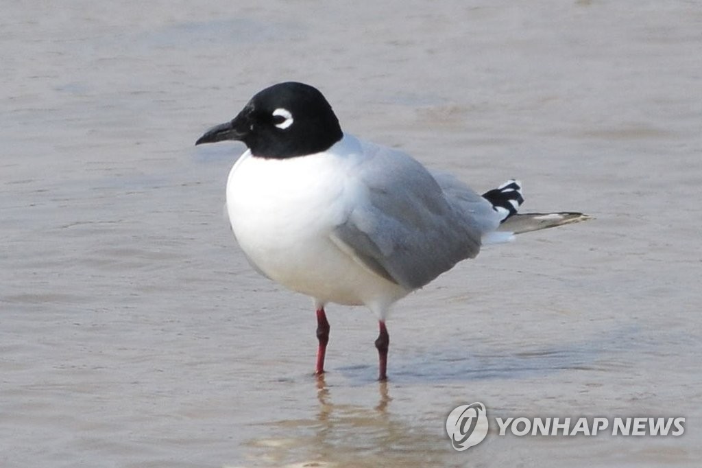 구조된 검은머리갈매기 15마리, 인천 송도에 방사