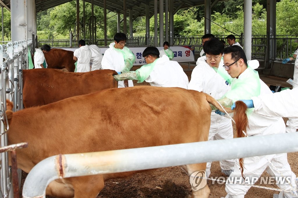 한우종합기술교육 자가 인공수정 실습