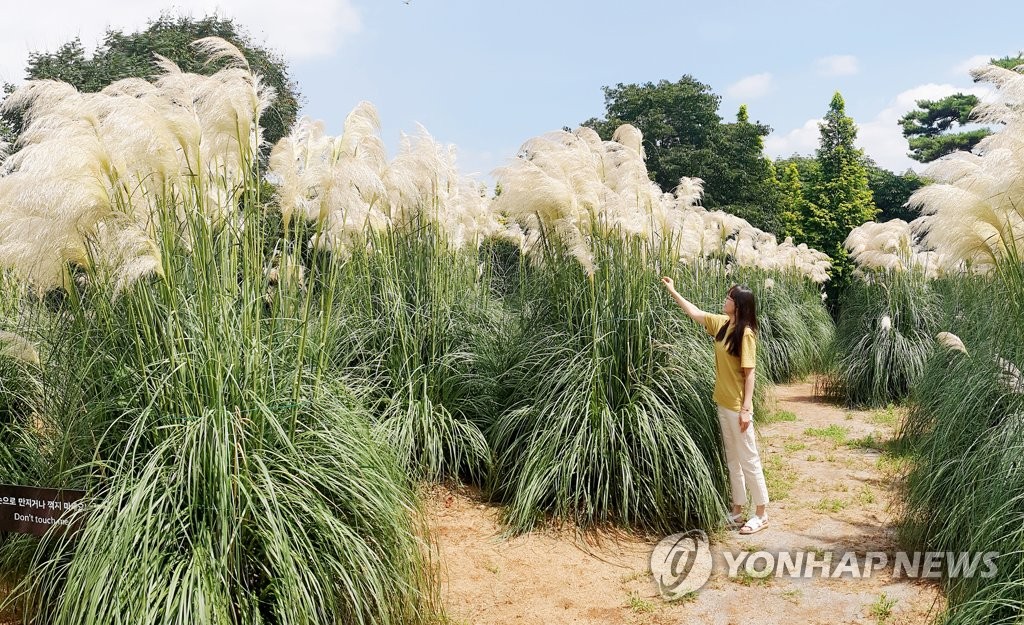 태안 청산수목원에 가을 부르는 팜파스 만발