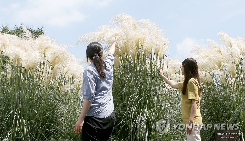 태안 청산수목원에 가을 부르는 팜파스 만발
