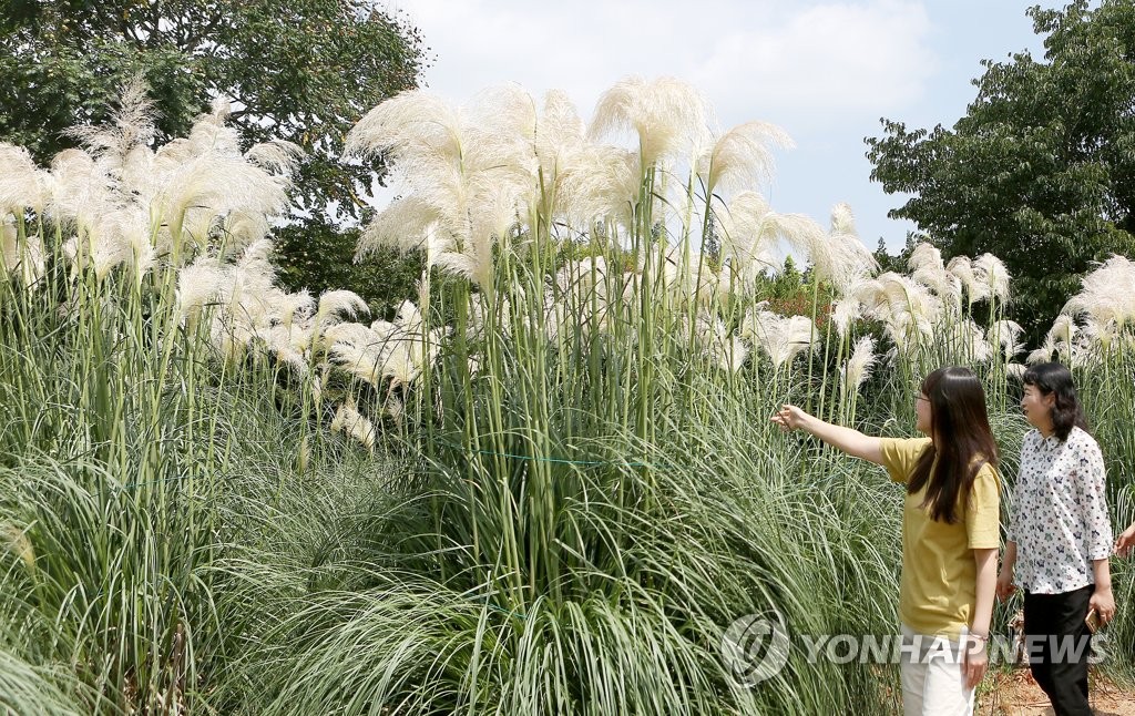태안 청산수목원에 가을 부르는 팜파스 만발