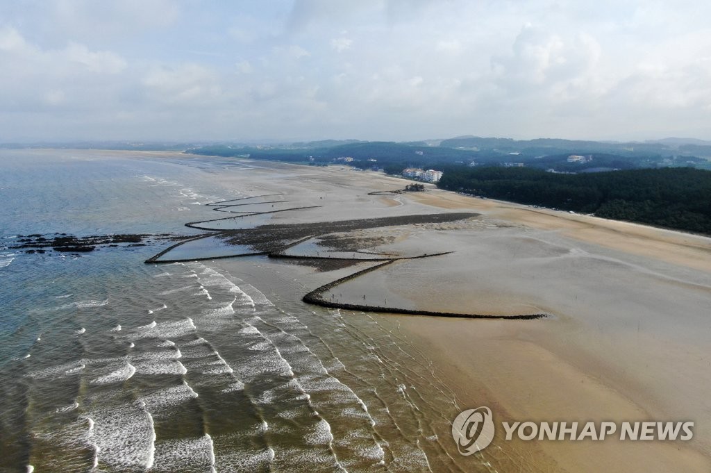 태안 청포대 독살서 물고기 잡는 관광객들