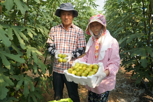 달콤·쫀득쫀득 해남 청무화과 맛보세요