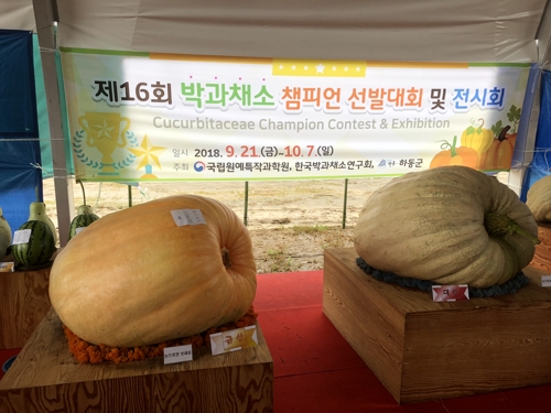 올해산 가장 큰 호박 찾습니다 하동서 슈퍼호박 경진대회