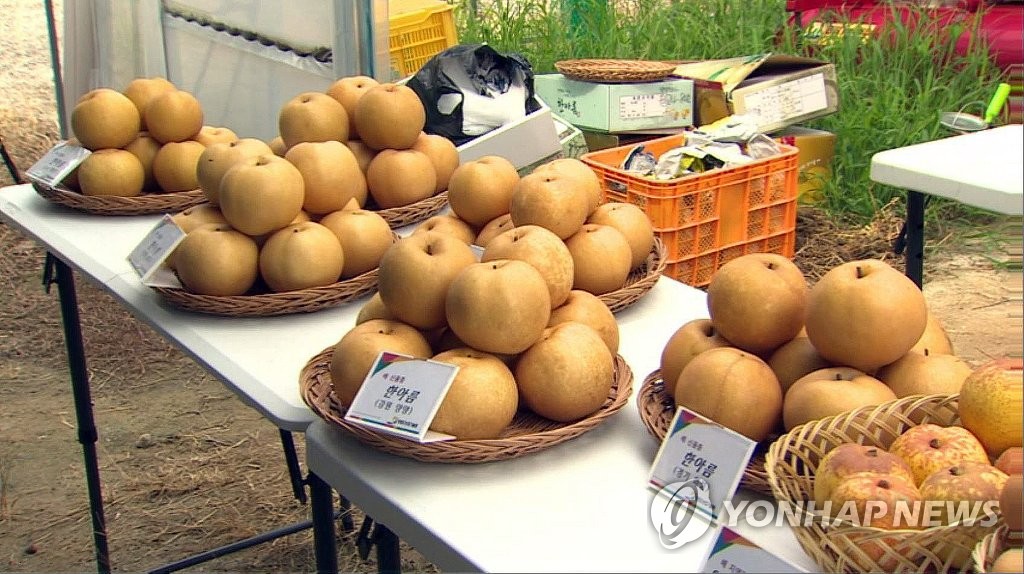 강원도서 처음 수확된 조생종 배 한아름