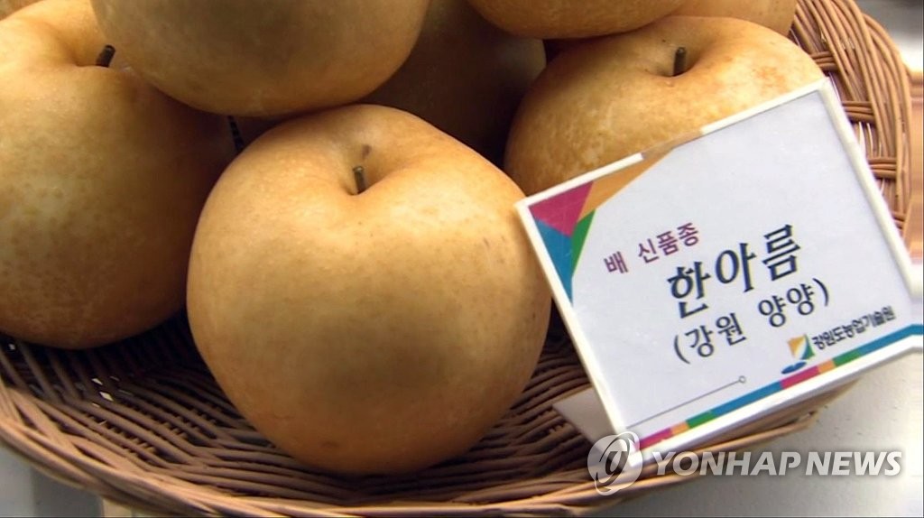 강원도서 처음 수확된 조생종 배 한아름