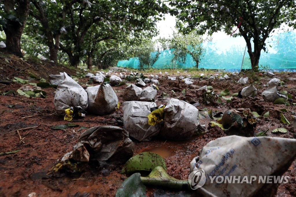 과수원에 나뒹구는 배