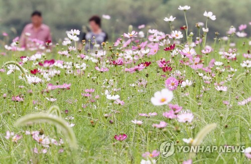 [#추석핫플] 영남권: 코스모스·해바라기 활짝 핀 꽃동산 찰칵