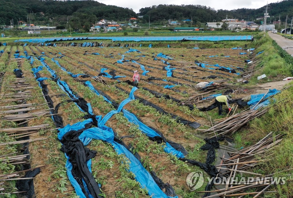 태풍 링링이 휩쓸고 간 강화 인삼밭