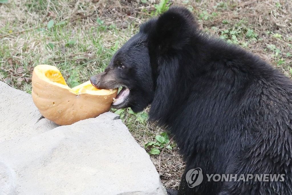 마늘 대신 꿀 호박 먹는 곰