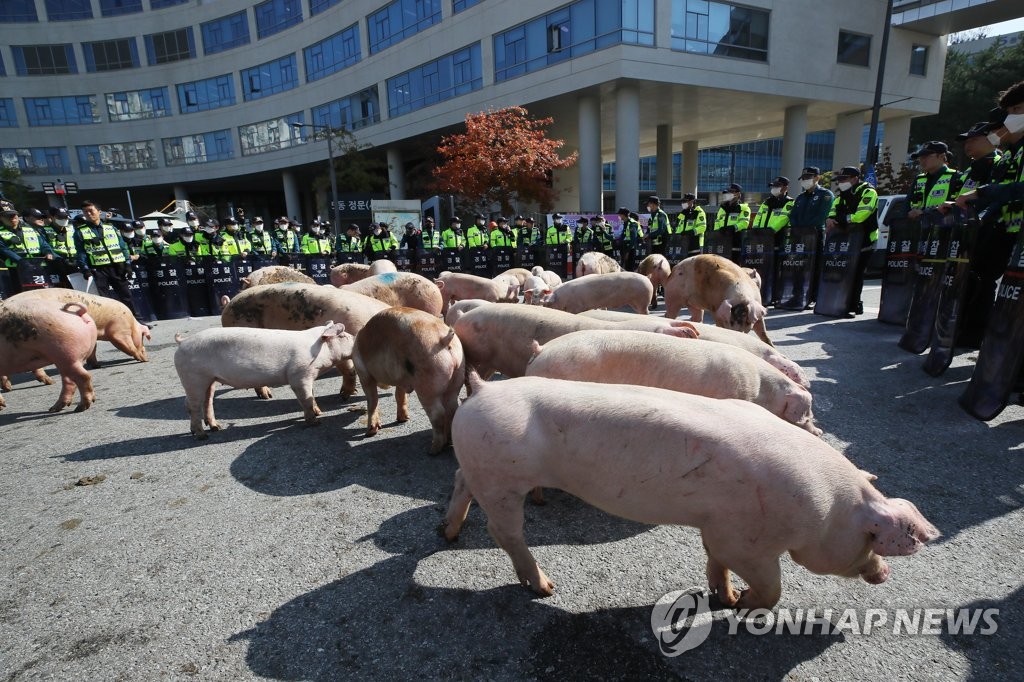농식품부에 몰려 온 돼지들
