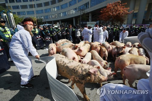 정부청사 앞 꿀꿀…돼지열병 잔반 금지에 뿔난 농민 돼지 풀어