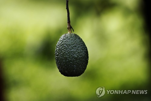 총 들고 아보카도 지키는 멕시코 농부…녹색 황금의 그늘