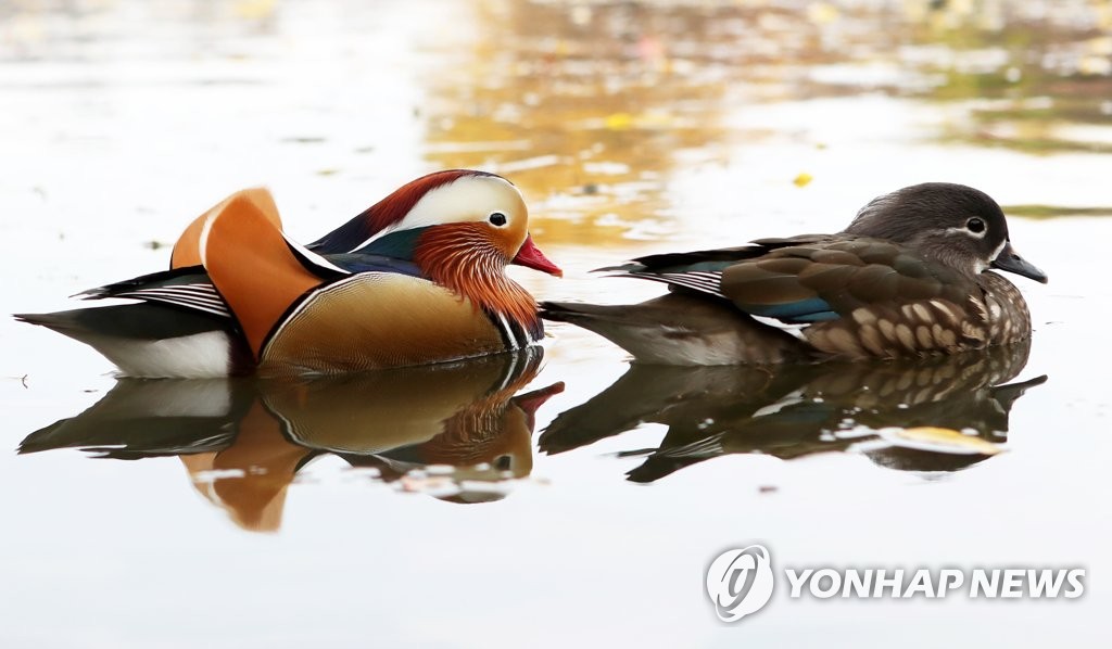 데이트 즐기는 원앙 한 쌍
