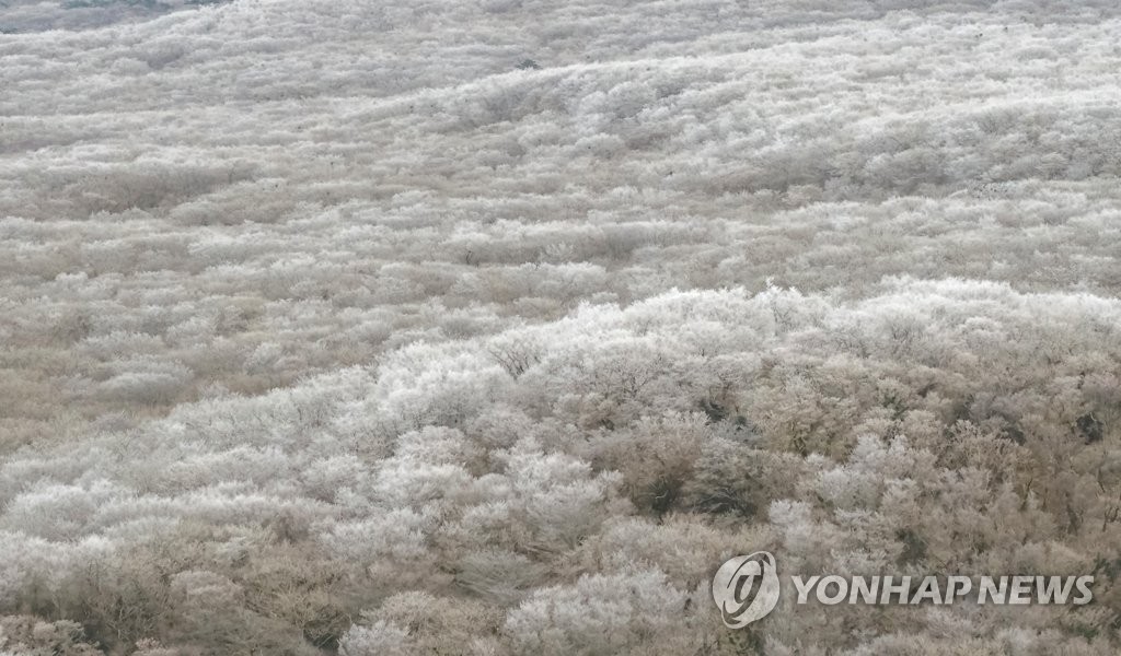 상고대 핀 한라산