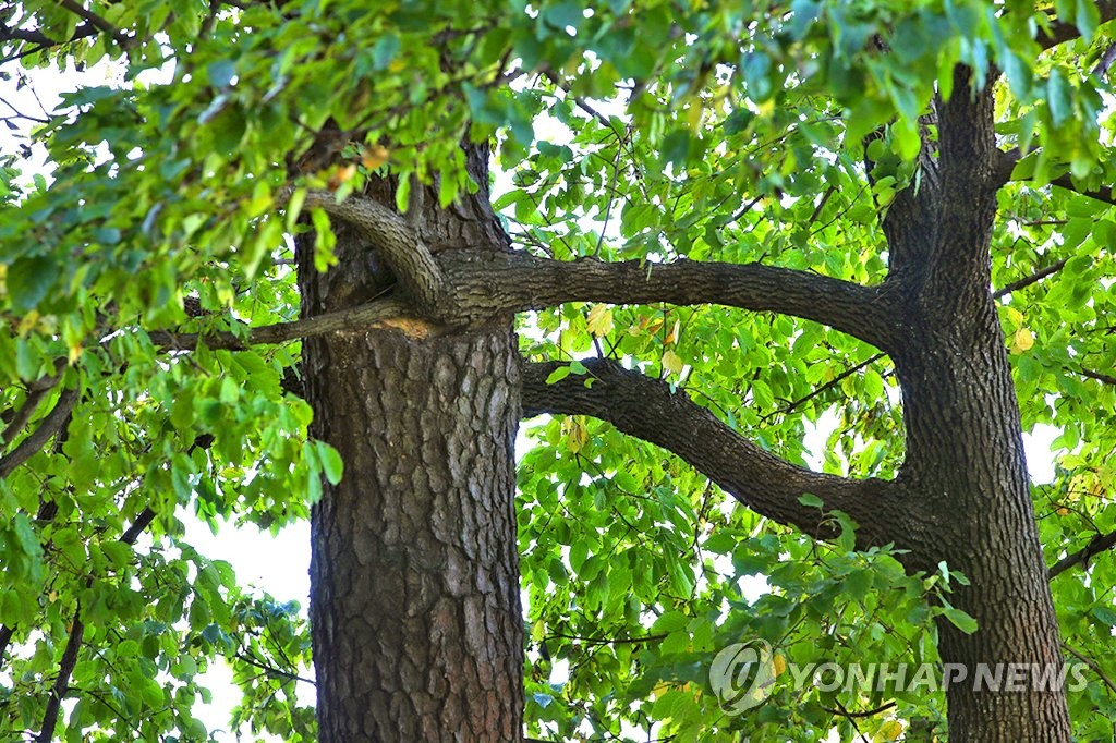 저도 연리지