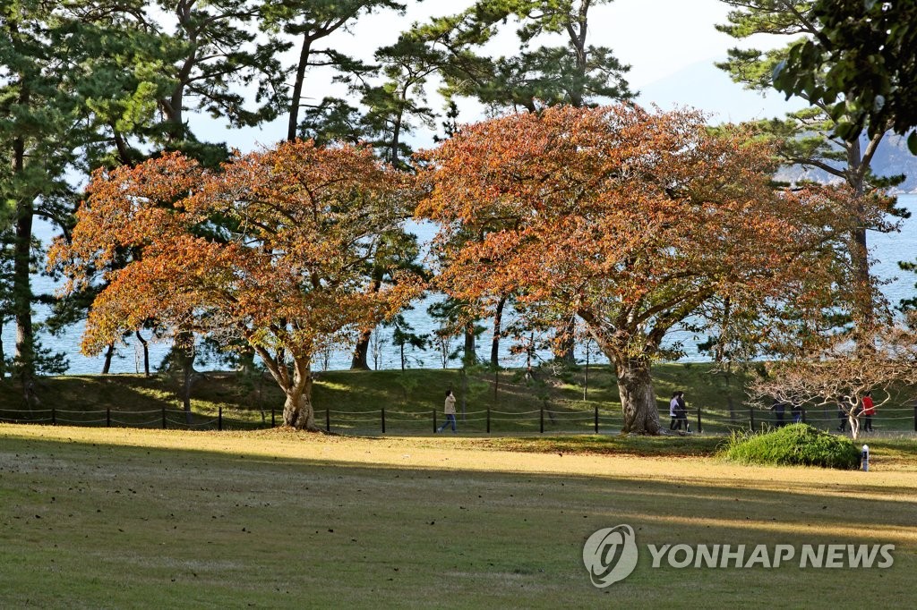 저도 연리지 정원