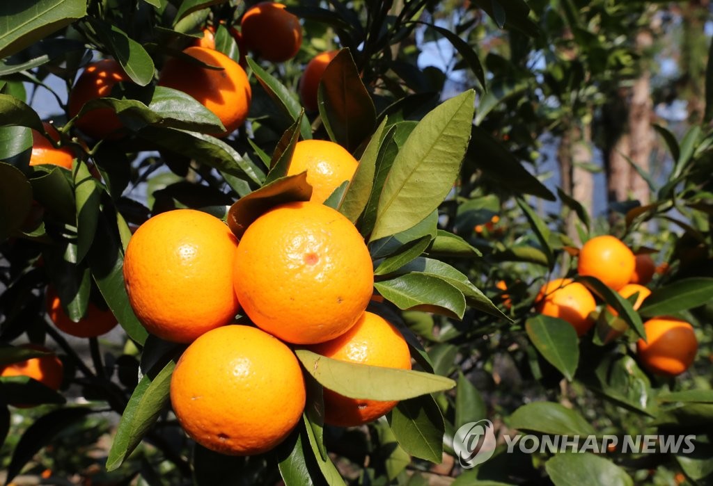 국산 감귤 신품종 미니향