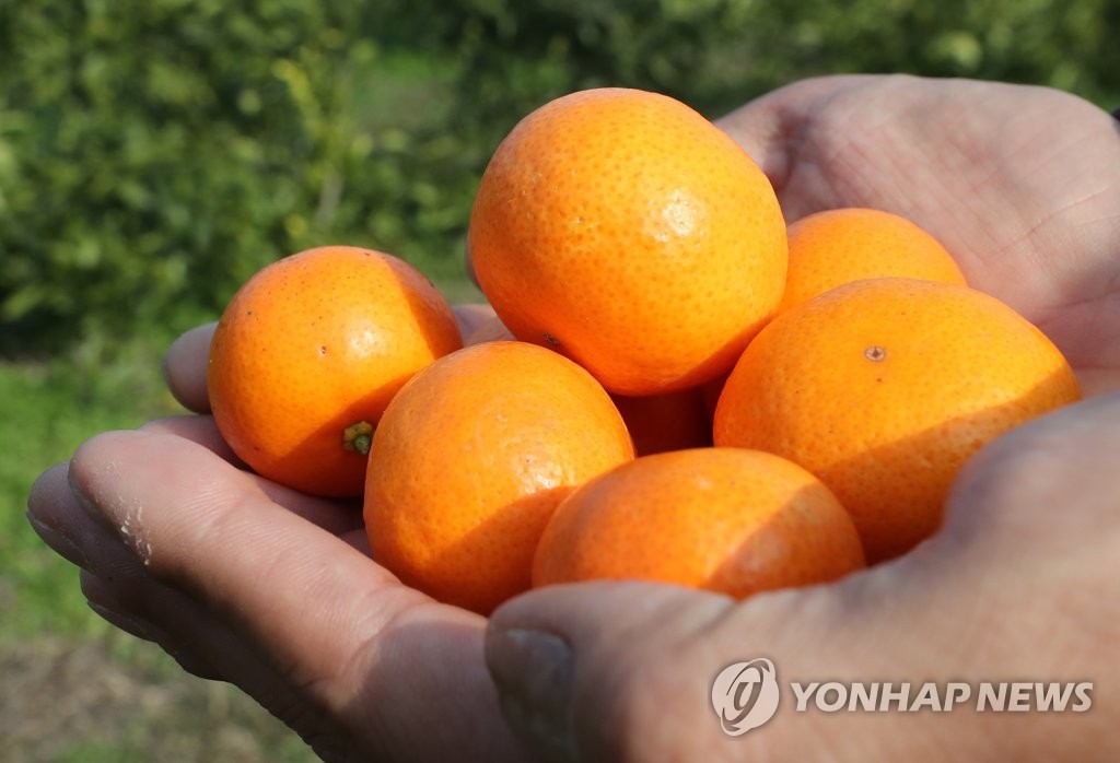 국산 감귤 신품종 미니향