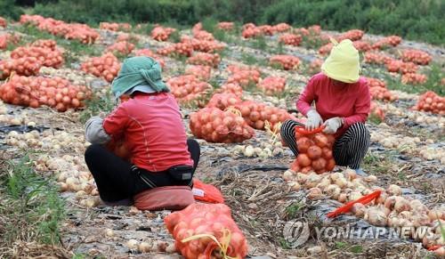 무안양파 농산물 전문생산단지 지정…호남지역 최초