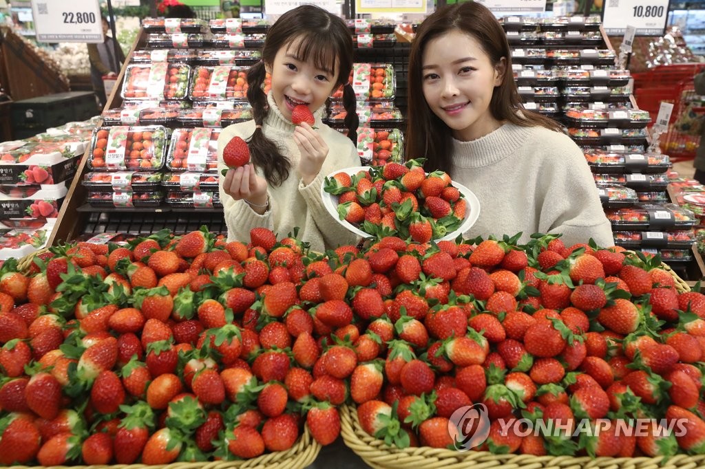 맛좋은 국산 품종 딸기 설향
