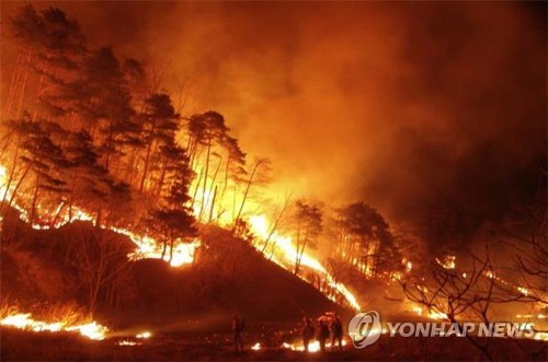 강원 산불 피해 나무, 발전용 연료로 활용한다