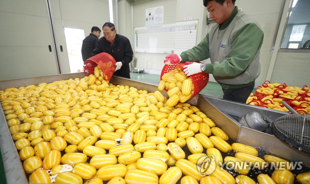 세척작업 하는 햇참외