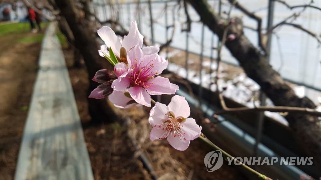 활짝 핀 봄의 전령사 복숭아 꽃