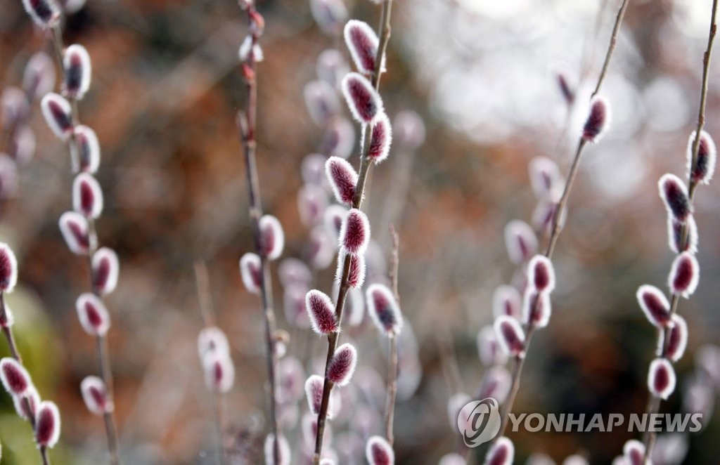 천리포수목원에 핑크빛 버들강아지 활짝