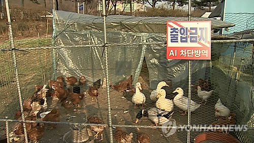 닭·오리 들이려면 사전 신고해야…어기면 최대 500만원