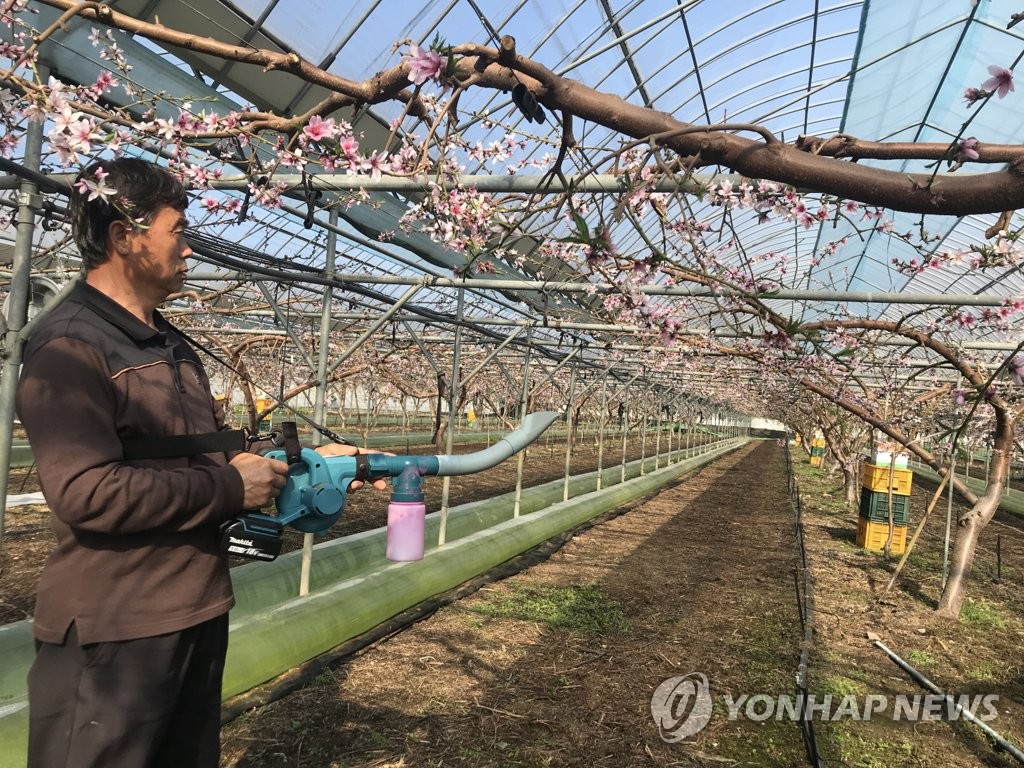 비닐하우스 복숭아 꽃 수분작업 한창