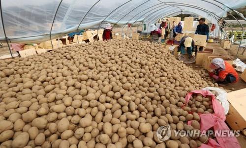 최문순 지사, 트위터·공식 SNS 채널 활용 강원감자 홍보 판매