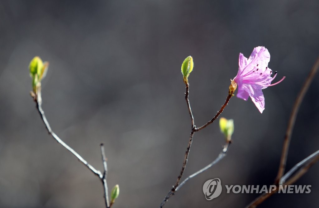 움트는 생명