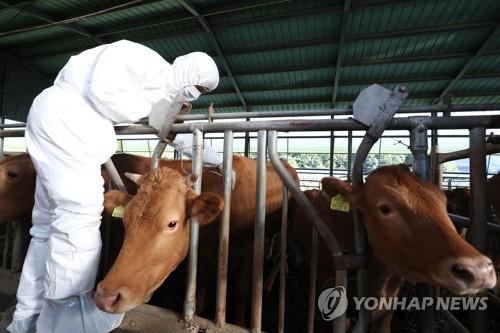 경기도 1월 구제역 방어 백신 항체 양성률 94.6%…전국 최고