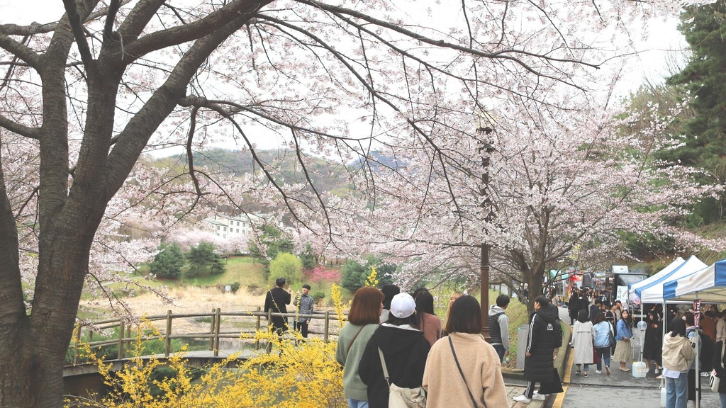 호서대, 벚꽃 명소 아산캠퍼스 방문 자제 요청