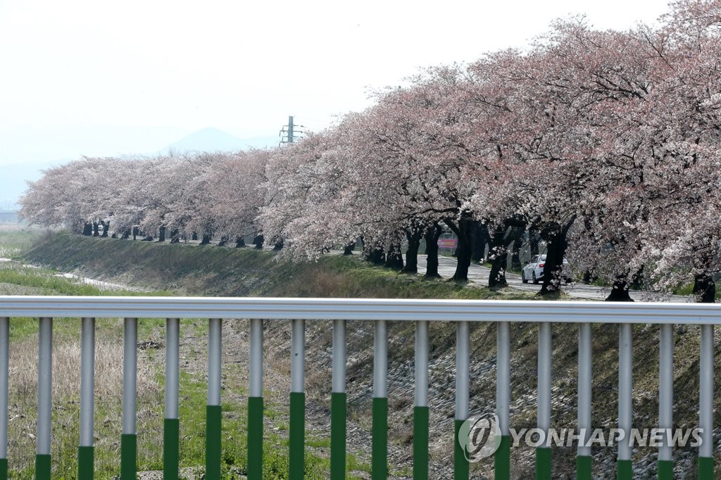 한적한 풍산 안강사업장 벚꽃길