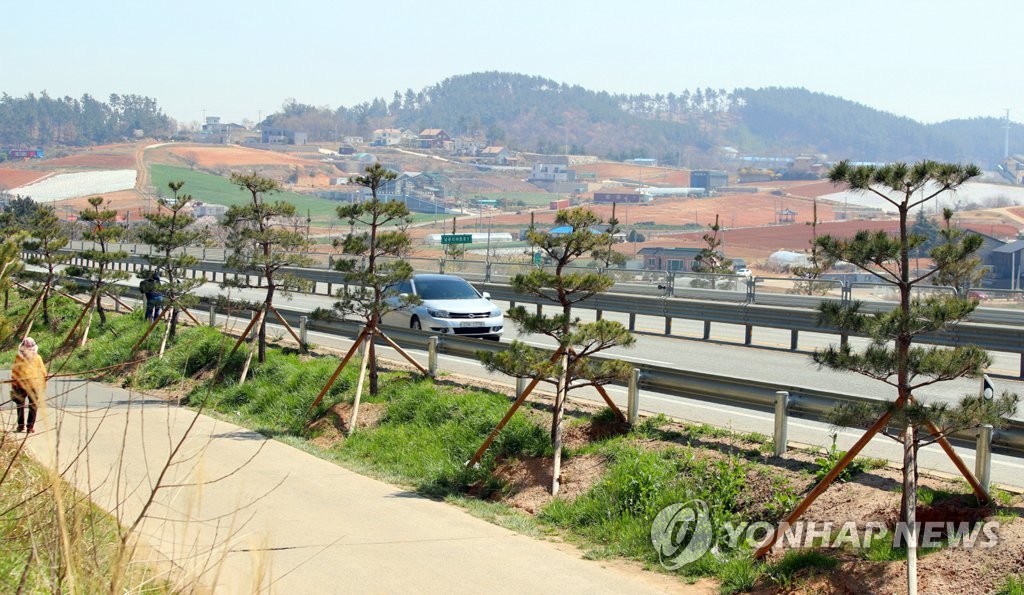 완공 앞둔 태안 국도 32호선 소나무 가로숲